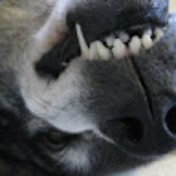 Meet your Posher, Bridget - Picture 1 of 1